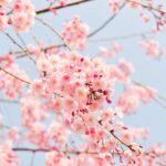 桜の写真